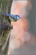 klein und quierlig... Blaumeise *Cyanistes caeruleus* sichert die Umgebung