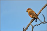 frei sitzend im Baum... Kiefernkreuzschnabel *Loxia pytyopsittacus*, Männchen gegen den blauen Himmel fotografiert