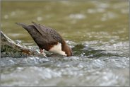 Köpfchen unter Wasser, Schwänzchen in die Höh'... Wasseramsel *Cinclus cinclus* bei der Nahrungssuche