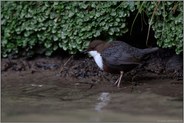 im Flachwasser... Wasseramsel *Cinclus cinclus* bei der Nahrungssuche im Uferbereich