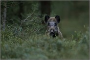 wer da... Wildschwein *Sus scrofa* sichert mit gespanntem Blick