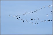 Flugformation der Wildgänse... Weißwangengans *Branta leucopsis* oder Nonnengans im Flug