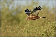 den Blick zum Boden gerichtet... Rohrweihe *Circus aeruginosus*, Männchen auf Nahrungssuche