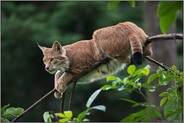 auf der Lauer... Eurasischer Luchs *Lynx lynx* jagt vom Baum herab