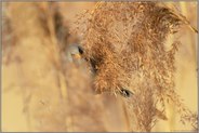 verborgen im Schilf... Bartmeise *Panurus biarmicus * frisst von den Samen einer Schilfrispe