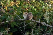 kuschelig... Neuntöter *Lanius collurio*, zwei gerade eben flügge Jungvögel hocken eng aneinander geschmiegt in einer Brombeerhecke