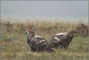 junge Adler... Seeadler *Haliaeetus albicilla* im Feld frühmorgens am Boden auf einer nassfeuchten Wiese