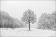 leise rieselt der Schnee... Lanker Busch *Meerbusch*, Sitzbank neben Baum bei Schneefall am Lanker Bruch