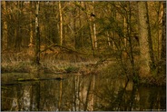 wertvolles Stillgewässer... Meerbusch *Lanker Bruch*, sumpfiger Auwald, Erlenbruchwald, stehendes Gewässer im Bereich einer vor Jahrhunderten verlandeten Rheinschlinge, Altrhein