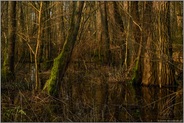 urwüchsiger, fast undurchdringlicher Wald... Meerbusch *Lanker Bruch*, sumpfiger Auwald, Erlenbruchwald, stehendes Gewässer im Bereich einer vor Jahrhunderten verlandeten Rheinschlinge, Altrhein