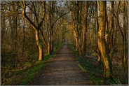 Weg durch den Wald... Meerbusch *Lanker Bruch*, Wanderweg durch den Auwald, Erlenbruchwald im Bereich einer vor Jahrhunderten verlandeten Rheinschlinge, Altrhein