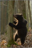 Winnie Puuh... Europäischer Braunbär *Ursus arctos*, aufrecht an einem Baum stehender, neugieriger Jungbär