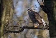 heimischer Greifvogel... Habicht *Accipiter gentilis*, Habichtweibchen im Wald