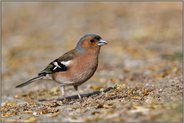 auf Nahrungssuche... Buchfink *Fringilla coelebs*, Männchen im Prachtkleid