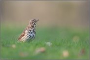 sichernd... Singdrossel *Turdus philomelos* am Boden auf einer Wiese im Gras