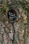 laute Bettelrufe... Buntspecht *Dendrocopos major*, fast flügger, weiblicher Jungvogel am Eingang zur Bruthöhle