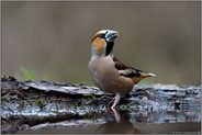 König der Finken... Kernbeißer *Coccothraustes coccothraustes*, adultes Männchen im Prachtkleid an der Wasserstelle