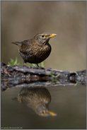 an der Wasserkante... Amsel *Turdus merula*, Amselweibchen an eine Wasserstelle im Wald