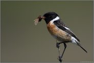 wunderschön anzusehen... Schwarzkehlchen *Saxicola torquata*, Männchen im Prachtkleid mit Beute im Schnabel