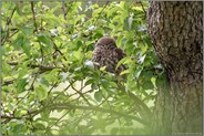 in der Streuobstwiese... Steinkauz *Athene noctua*, Altvogel in einem Birnbaum