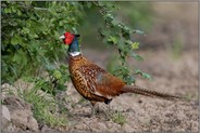 deckungssuchend... Jagdfasan *Phasianus colchicus torquatus* sucht den Schutz eines Feldgehölzes, Hecke