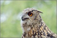 die große Ohreule... Uhu *Bubo bubo*, Nahaufnahme, Portrait