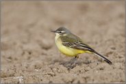 Vogel der Feld- und Wiesenflur... Wiesenschafstelze *Motacilla flava* auf einem frisch bestellten Acker sitzend