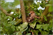 nur ein Köpfchen... Kernbeißer *Coccothraustes coccothraustes*, brütendes Weibchen schaut aus dem Nest