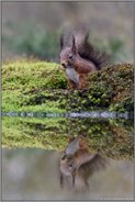 süß anzuschauen... Eichhörnchen *Sciurus vulgaris*, Eichkater an der Wasserstelle mit nahezu perfekter Spiegelung