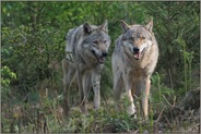 im Unterholz... Grauer Wolf *Canis lupus*, zwei Wölfe laufen durch den Wald, frontale Begegnung