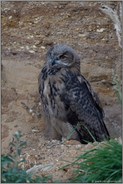 entschlossen... Europäischer Uhu *Bubo bubo*, bereits älterer Jungvogel (Ästling) in einer Sandgrube