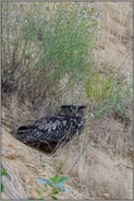 stets wachsam... Europäischer Uhu *Bubo bubo*, Uhuweibchen wacht in Entfernung über ihren Nachwuchs