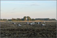 Versammlung der Jungstörche... Weißstorch *Ciconia ciconia*, junge Weißstörche bei der Nahrungssuche auf einem Acker bei Meerbusch