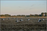 spätabends... Weissstorch *Ciconia ciconia*, Jungstörche, großer Trupp während der eintägigen Rast auf einem Acker bei Meerbusch