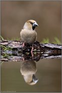 an der Vogeltränke... Kernbeißer *Coccothraustes coccothraustes*, adultes Männchen im Prachtkleid