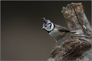 mit aufgestellter Federhaube... Haubenmeise *Lophophanes cristatus* auf einer verwitterten Wurzel, Ton in Ton