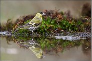 schmaler, spitzer Schnabel, ein Zeisig... Erlenzeisig *Spinus spinus * an einer Wasserstelle