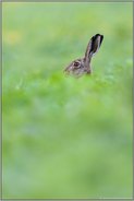 Meister Lampe... Feldhase *Lepus europaeus* versteckt sich im Feld, schaut heraus, sichert