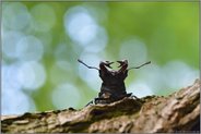 imposant... Hirschkäfer  *Lucanus cervus*, ein Männchen präsentiert seine mächtigen Mandibeln, verlängerte Mundwerkzeuge, mit denen männliche Hirschkäfer imponieren wollen