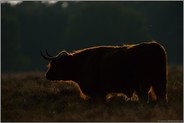 urwüchsig... Schottisches Hochlandrind *Bos primigenius f. taurus*, die robusten Hochlandrinder werden gerne zur extensiven Weidebewirtschaftung, zur Freihaltung von Offenlandflächen  eingesetzt