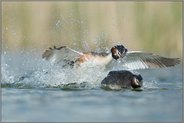 Agressionen... Haubentaucher *Podiceps cristatus*, heftiger Revierkampf zweier Haubentaucher währned der Balz- und Brutzeit